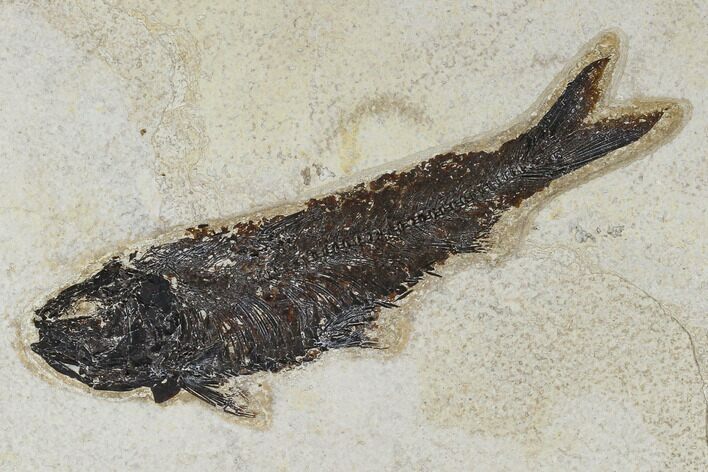Fossil Fish (Knightia) - Green River Formation #113996